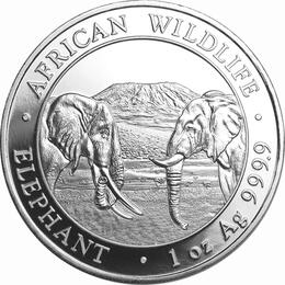 Somalia Elefant 2020