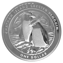 Chatham Island Penguin 2020