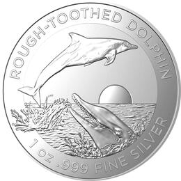 Australian RAM Delfin 2023 Rough Toothed Dolphin