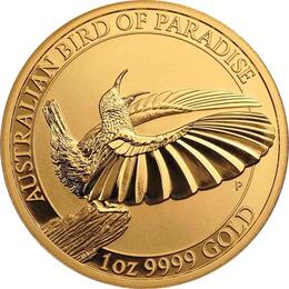 Australien Birds of Paradise Victoria Riflebird 2018