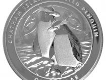 Chatham Island Penguin 2020