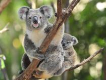 Koala 1 Unze 2014