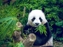 China Panda 1 Unze coloriert gold