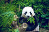 China Panda 1 Unze 1991