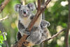 Koala 1 Unze 2020