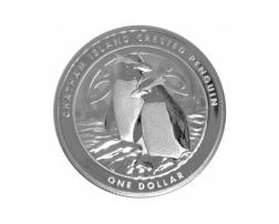 Chatham Island Penguin 2020